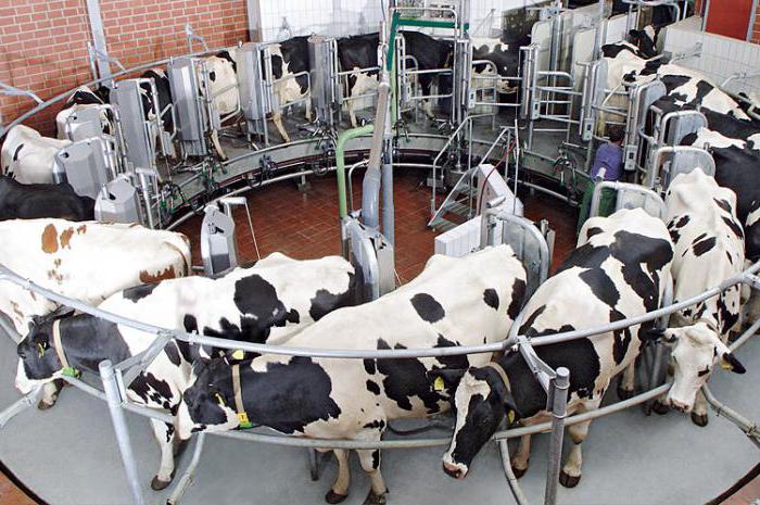 Должностная инструкция оператор машинного доения коров