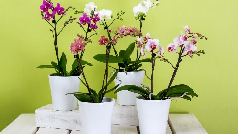 почему пожелтели листья у орхидеи что делать