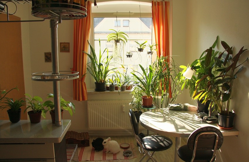 лампы для подсветки растений в домашних условиях
