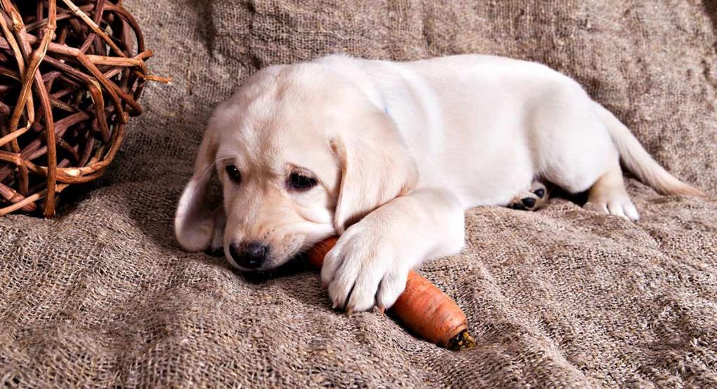 аллергия на морковь у собак