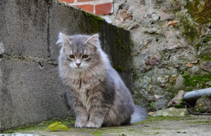 Сибирский кот: характер, описание породы, советы по содержанию и уходу