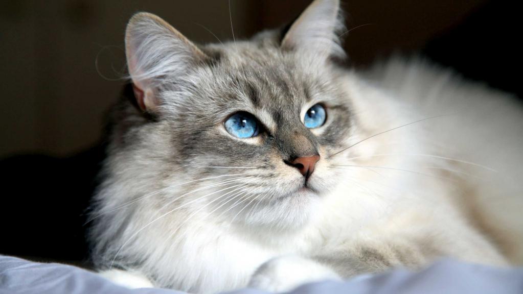 Сибирский кот: характер, описание породы, советы по содержанию и уходу