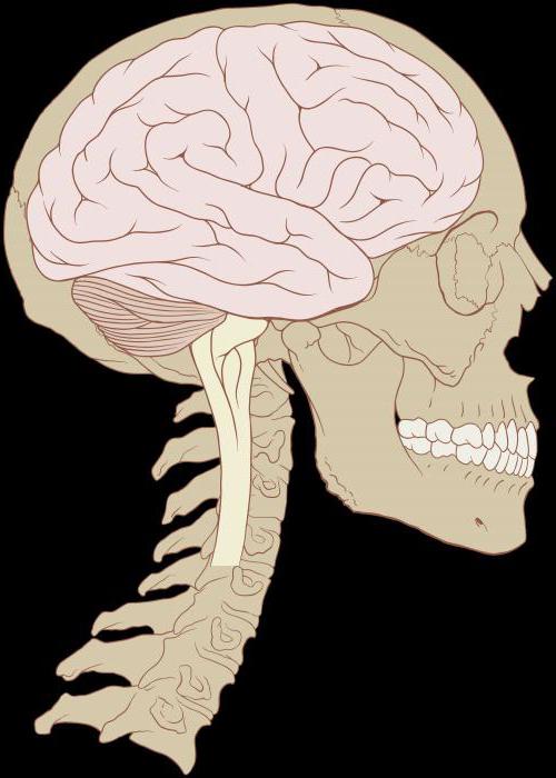 Топография мозга