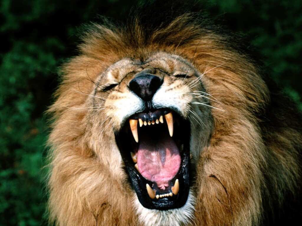Лев — хищник
