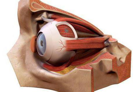 анатомия глазницы