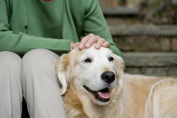 венерическая саркома у собак причины симптомы