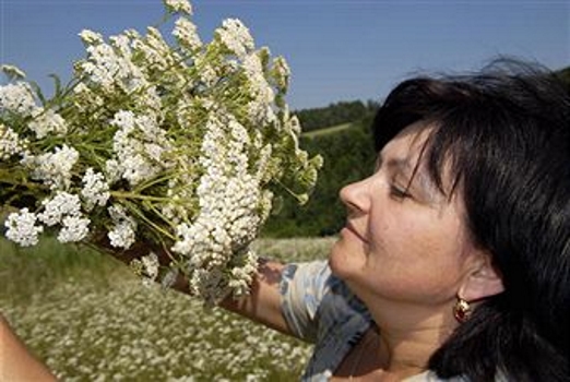 Как приготовить отвар тысячелистника?