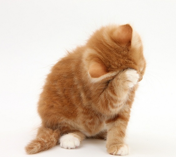 Что делать, если котенок чихает постоянно: причины и профилактические меры