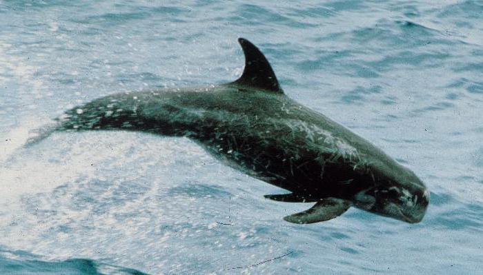 серый дельфин
