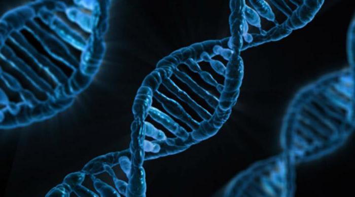 генные мутации связаны с изменением структуры хромосом