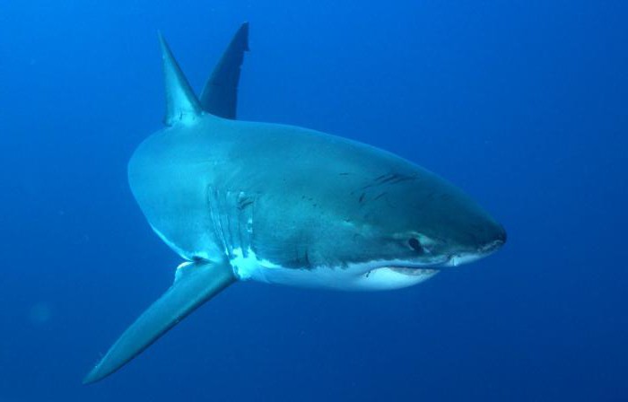 большая белая акула кархародон