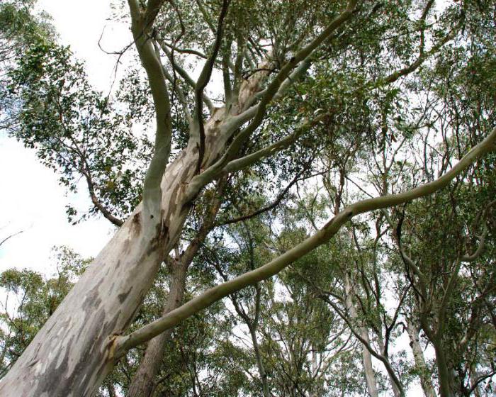 Эвкалиптовое Дерево Листья Фото