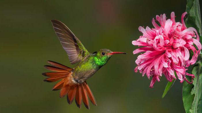 интересные факты о колибри