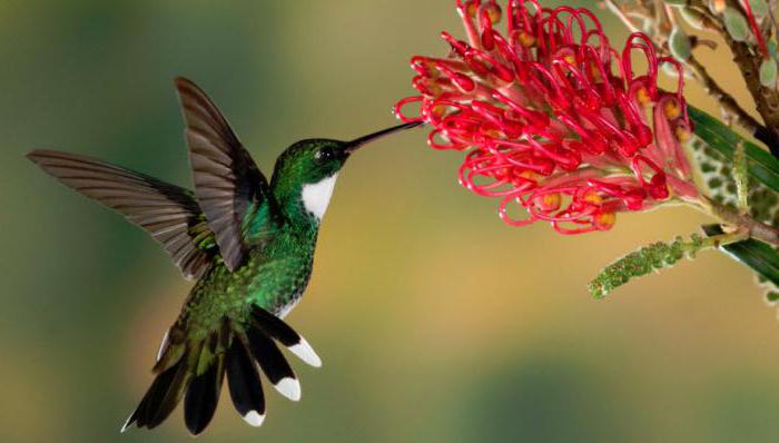 интересные факты про птицу колибри