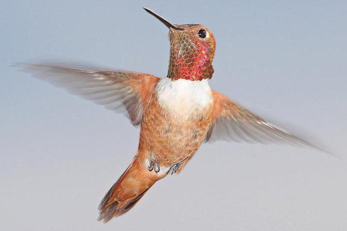 самые интересные факты о колибри