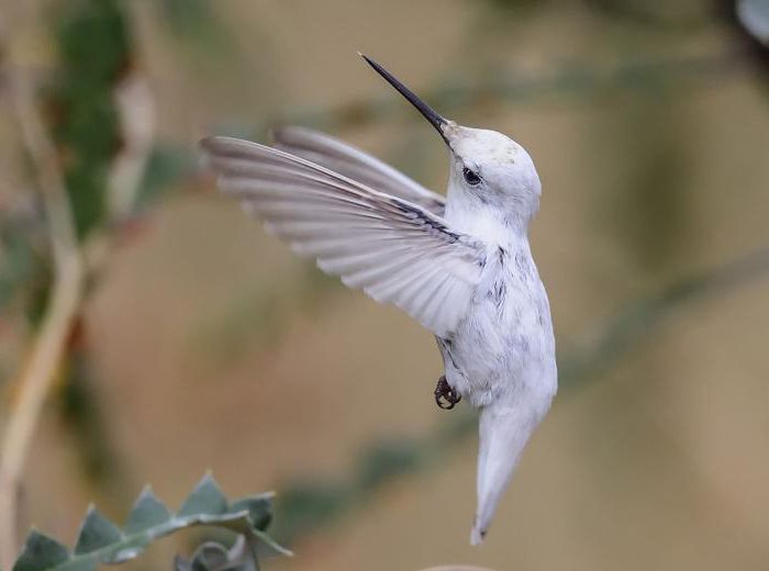 10 интересных фактов о колибри