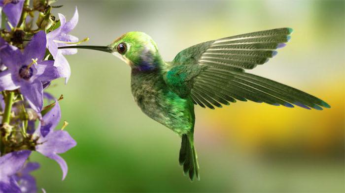 интересные факты про птицу колибри