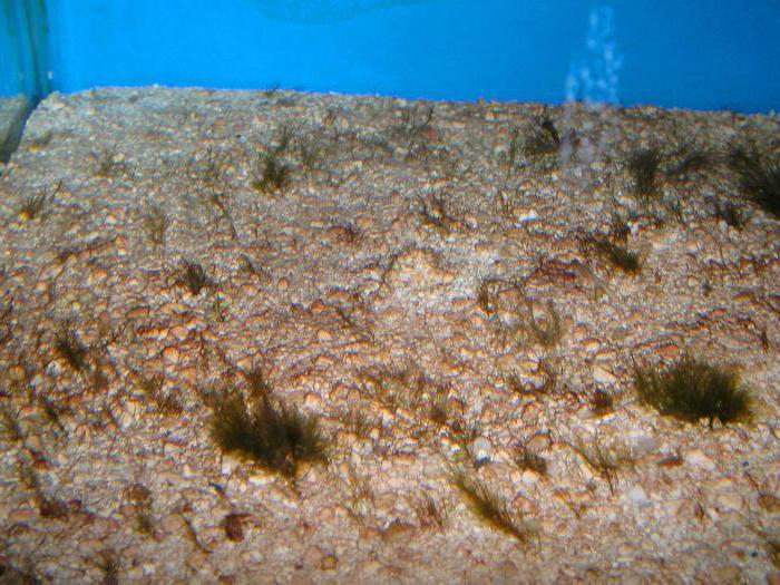 бурые водоросли в аквариуме причины