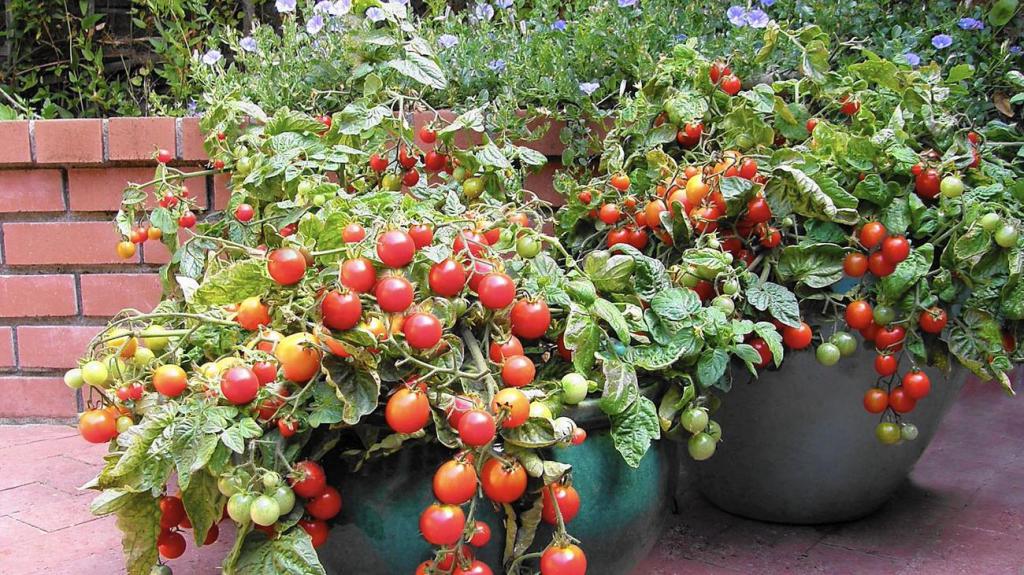 ампельные помидоры на балконе