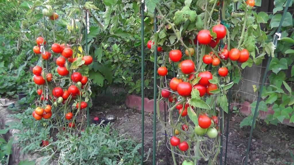 подвязка томатов