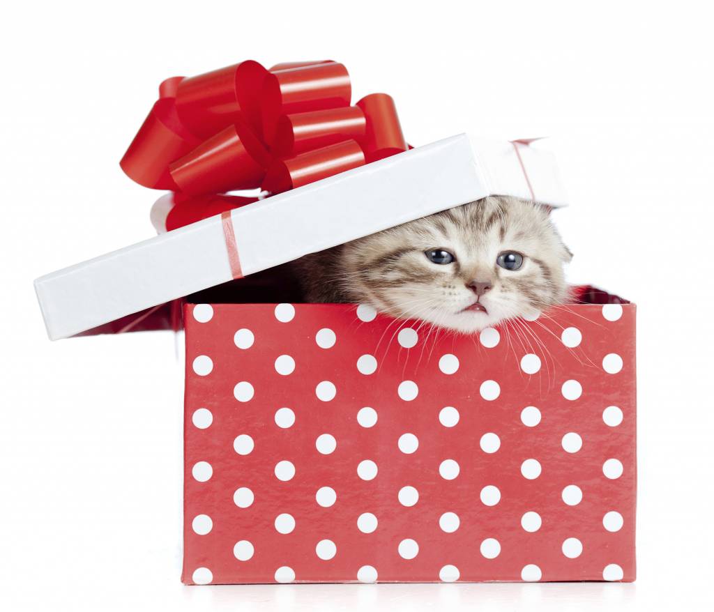 кот в подарочной упаковке
