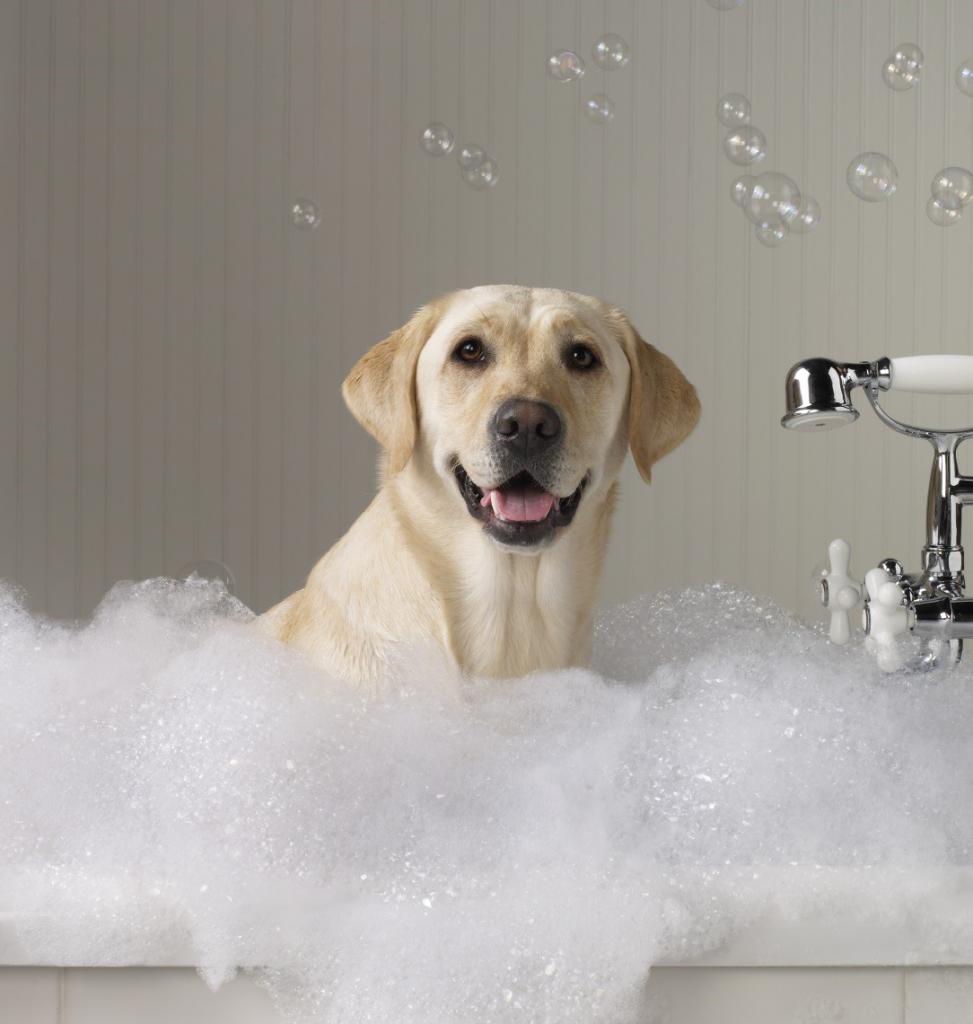 как мыть собаку