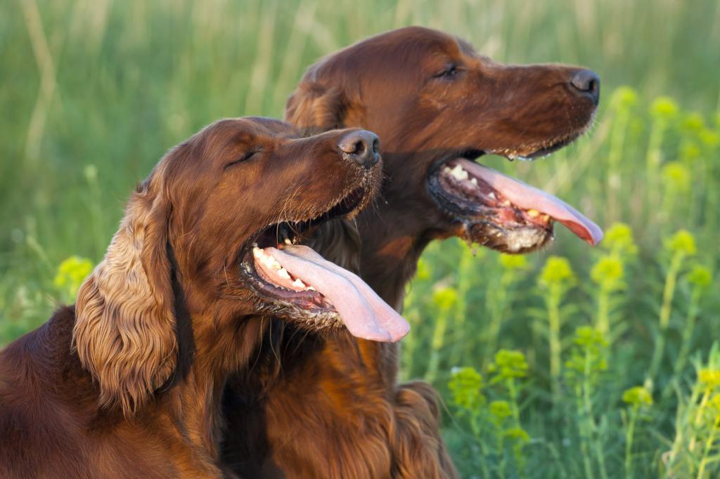 высунутый в жару язык у собаки