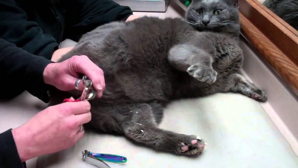 как подстричь кошке когти