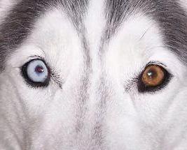красные белки глаз у собаки причины