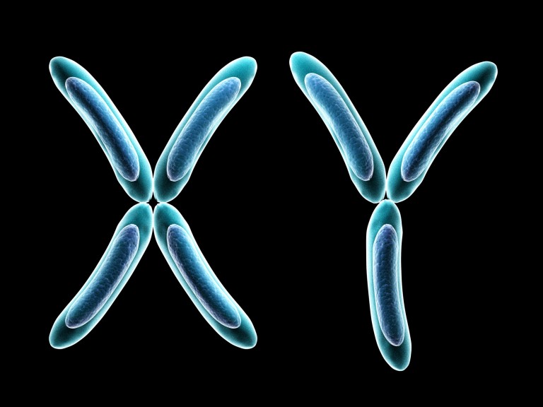хромосома х и у