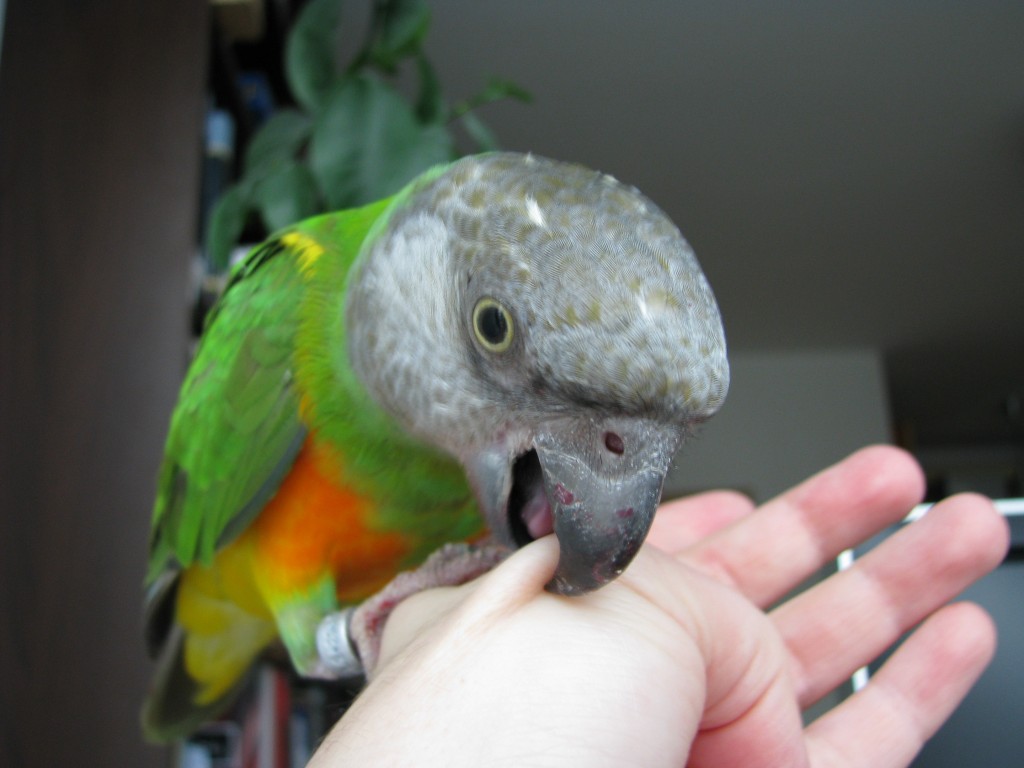 попугай кусает палец