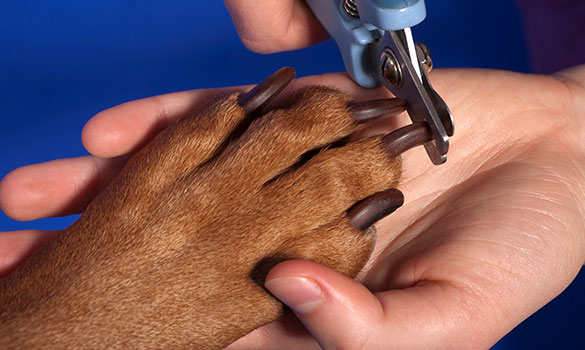 человек подстригает ногти собаке