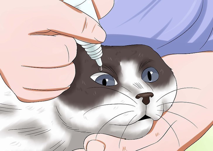 Можно ли капать "Альбуцид" кошкам в глаза и какие из-за этого могут быть последствия