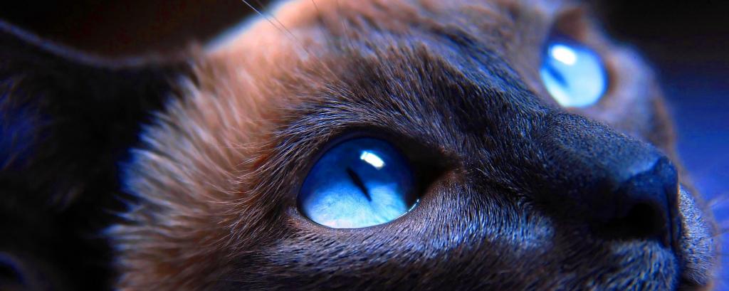 Можно ли капать "Альбуцид" кошкам в глаза и какие из-за этого могут быть последствия