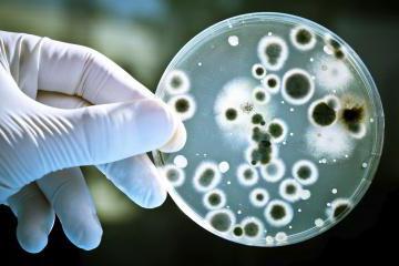 интересные факты о бактериях