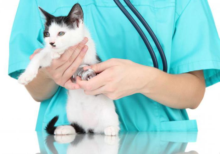 аллергия на корм у кошек симптомы причины