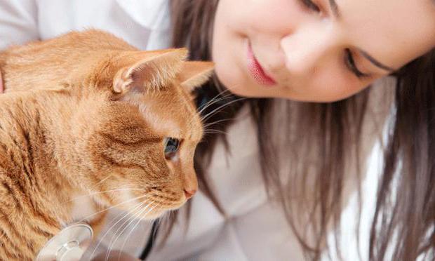 пищевая аллергия на корм у кошек симптомы