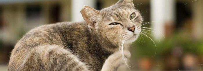 аллергия на корм у кошек симптомы фото