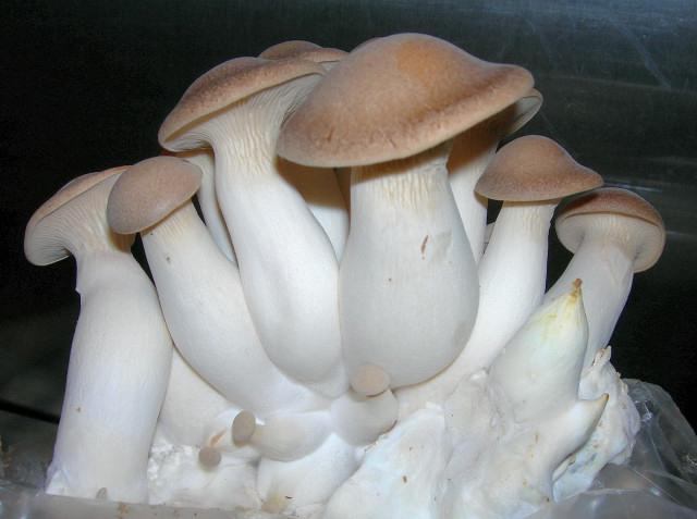 степной белый гриб еринги