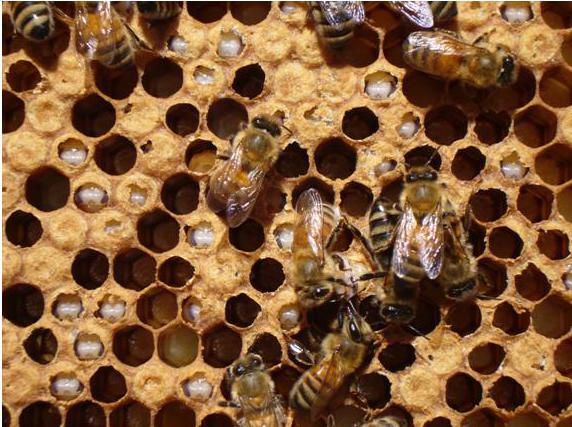 закупоривание сот пчелами