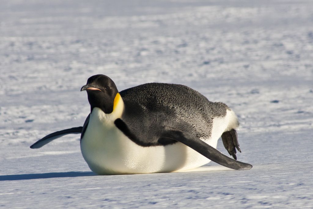передвижение пингвина на животе