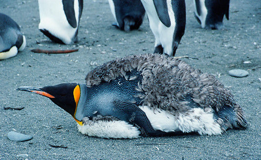 перья пингвинов