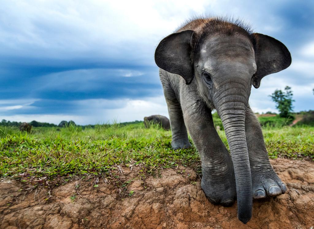 Загадка про слона для детей