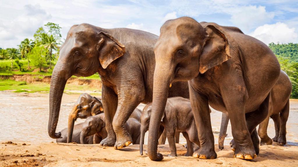 Интересные загадки про слона с ответами