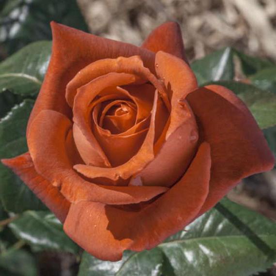 роза терракота фото и описание