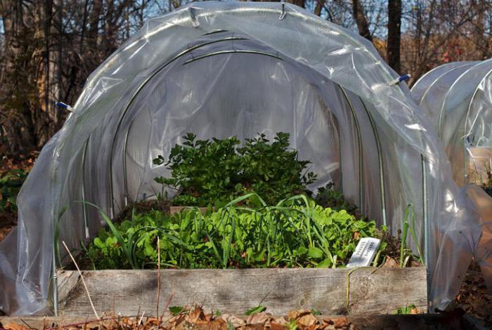 Круглогодичное выращивание зелени в теплице как бизнес