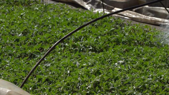 Круглогодичное выращивание зелени в теплице как бизнес