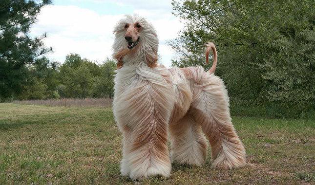 порода собак с длинной шерстью