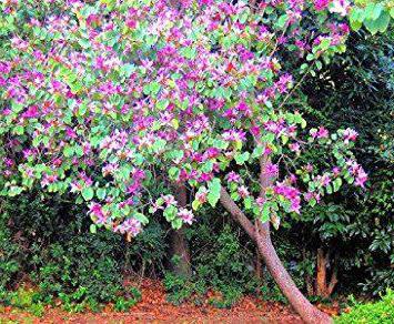 Баухиния орхидейное дерево фото