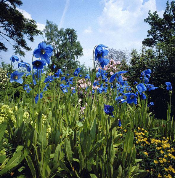 Сад с голубыми маками